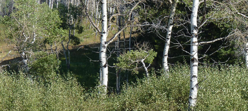 Etter at ulvene kom tilbake i 1995 får krattet av unge aspetrær stå i fred i Yellowstone National Park. De store trærne spirte for 70 år siden, sist gang det var ulver i parken. William Ripple/Oregon State University