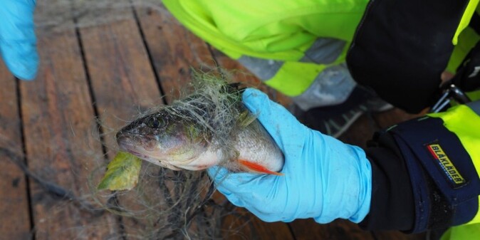 Toxic substances like PFAS can accumulate in fish. This photo is from sampling done in Lake Tyrifjord, where health authorities warn against eating the fish. Toxic substances like PFAS can accumulate in fish. This photo is from sampling done in Lake Tyrifjord, where health authorities warn against eating the fish.