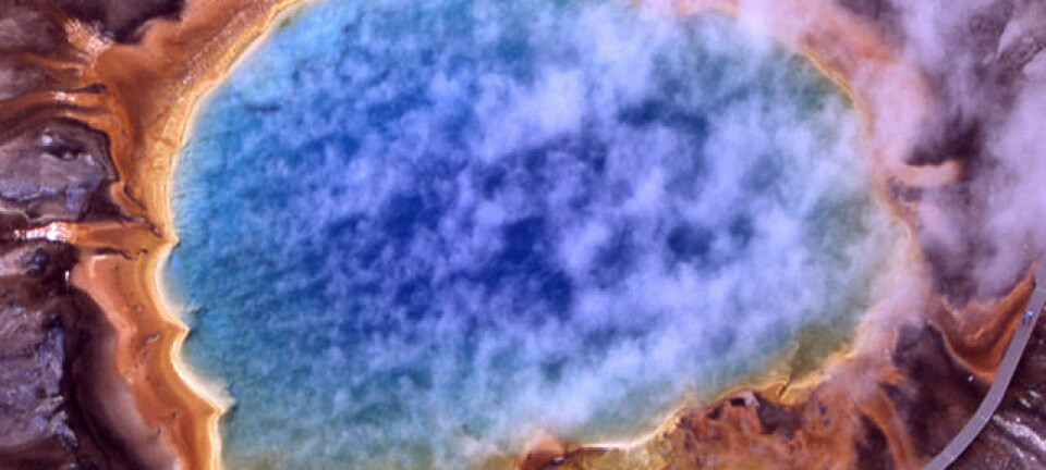 Grand Prismatic Spring i Yellowstone nasjonalpark. Asurblått vann fra varme kilder stiger mot bredder av orange alger og bakterier. National Park Service, Wikimedia Commons