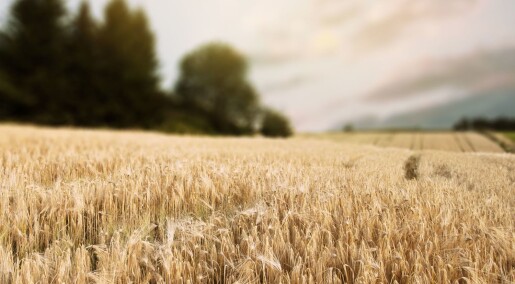 Bakterier som spiser lystgass, kan kutte klimautslipp fra landbruket Bakterier som spiser lystgass, kan kutte klimautslipp fra landbruket