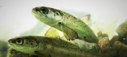 How we can help salmon and sea trout past river power plants