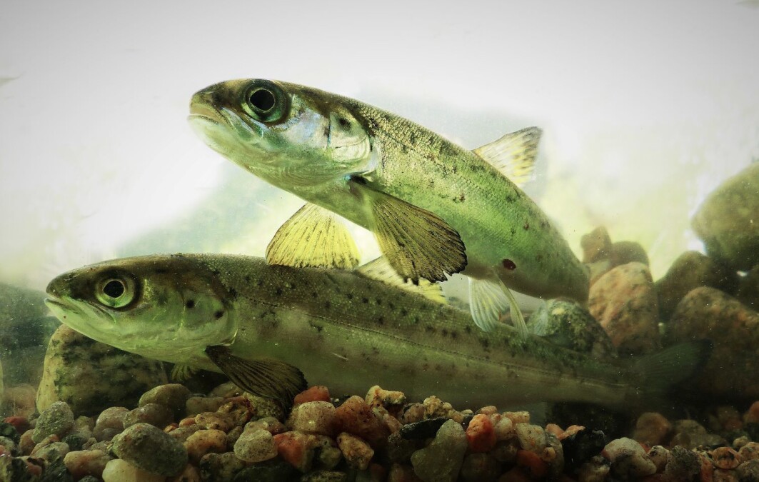 Å lede smolten trygt mot havet kan koste for kraftprodusenten, men vil ikke gå ut over god kraftproduksjon. Å lede smolten trygt mot havet kan koste for kraftprodusenten, men vil ikke gå ut over god kraftproduksjon.