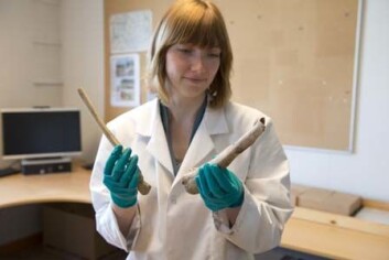 ENKLE METODER: Konservator Hege Ingjerd Hollund har forsket på metoder for enkelt å finne ut om bein inneholder DNA. Menneskebeinene på bildet ble funnet under Stavanger domkirke under utgravingen i 1968. (Foto: Terje Tveit, Arkeologisk museum, UiS) ENKLE METODER: Konservator Hege Ingjerd Hollund har forsket på metoder for enkelt å finne ut om bein inneholder DNA. Menneskebeinene på bildet ble funnet under Stavanger domkirke under utgravingen i 1968. (Foto: Terje Tveit, Arkeologisk museum, UiS)