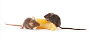 Har funne bakterie som kan virke mot fedme hos mus