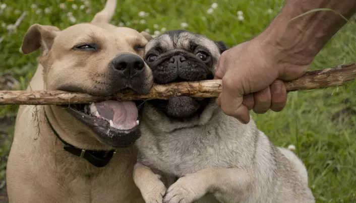 Hunder kan prøve å trenge seg i mellom eieren og en rival, ifølge en tidligere studie av sjalusi blant hunder.