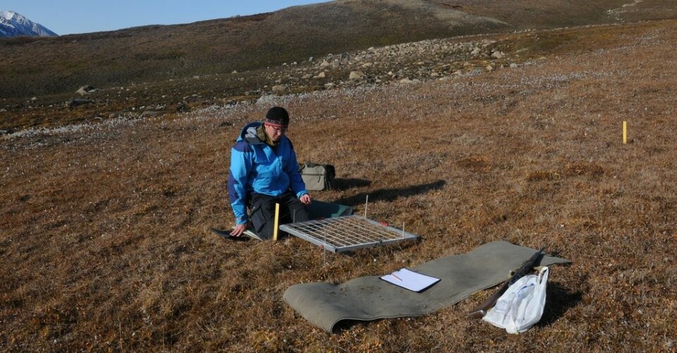 Moseforsker Kristian Hassel i felt på Nordøst-Grønland. (Foto: Tommy Prestø, NTNU Vitenskapsmuseet)