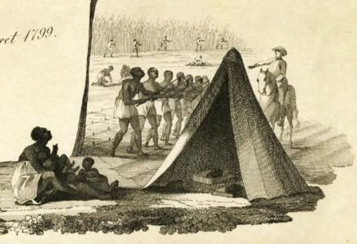 En slavekvinne passer små slavebarn mens mødrene og fedrene høster sukkerrør i bakgrunnen, under overvåking av plantasjens oppsynsmann. På 1800-tallet ble det viktig for driften at det ble født mange barn, og at slavene overlevde. (Utsnitt av kart over St. Croix: Charte over den Danske Øe St. Croix i America: forfærdiget i Aaret 1794, og udgivet i Aaret 1799 af P.L. Oxholm og G.N. Angelo, Det kongelige bibliotek) (Foto: Det kongelige bibliotek) En slavekvinne passer små slavebarn mens mødrene og fedrene høster sukkerrør i bakgrunnen, under overvåking av plantasjens oppsynsmann. På 1800-tallet ble det viktig for driften at det ble født mange barn, og at slavene overlevde. (Utsnitt av kart over St. Croix: Charte over den Danske Øe St. Croix i America: forfærdiget i Aaret 1794, og udgivet i Aaret 1799 af P.L. Oxholm og G.N. Angelo, Det kongelige bibliotek) (Foto: Det kongelige bibliotek)