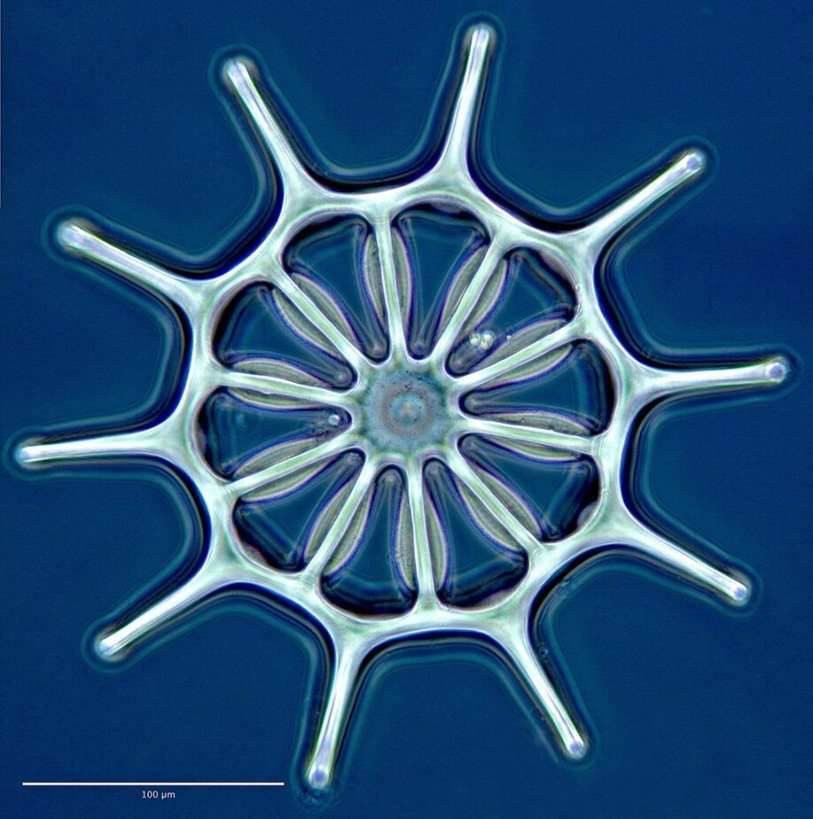 Hjulformet ossikkel hos sjøpølsen, Acanthotrochus mirabilis. Slike små «hjul» kan ein finne når ein studerar ei bestemt sjøpølse i mikroskopet. Forma på «hjulet» kan vere avgjerande for identifiseringa av arten.
