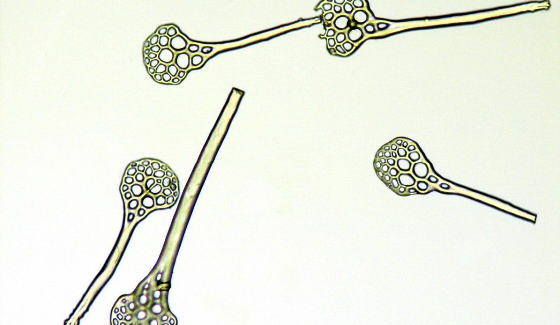 Ei anna sjøpølse har fleire ulike formar på ossiklane sine. Her er dei forma som ein rackert. (Foto: Arne Hassel / Havforskningsinstituttet)