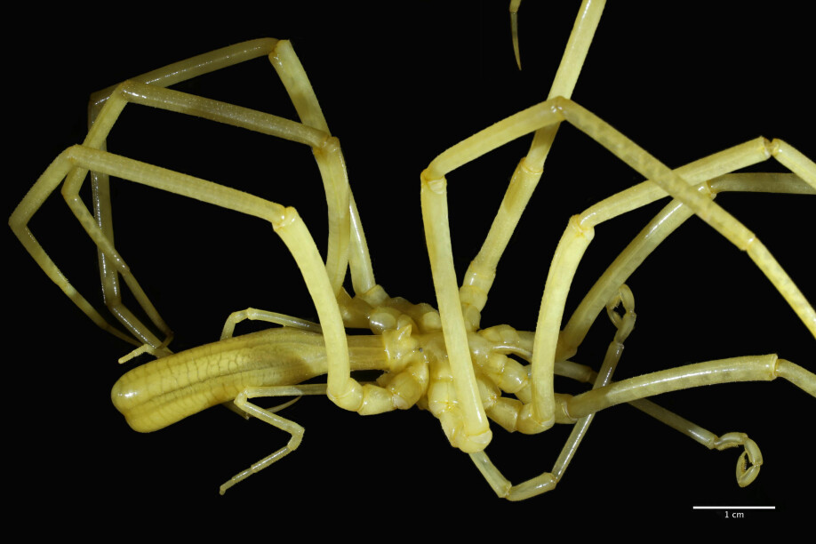 Slike havedderkoppar er ein av artane Arne Hassel har spesialisert seg på. Biletet er av arten Colossendeis proboscidea.