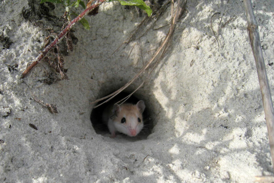 En P. polionotus titter ut av inngangen til hulen sin i sanden på Floridas atlanterhavskyst. (Foto: Vera Domingues/Hopi Hoekstra, Harvard University)