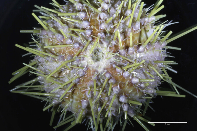 Her er eigaren av klypeklørne - kråkebollen <span class="italic" data-lab-italic_desktop="italic">Gracilechinus acutus</span>. Her er eigaren av klypeklørne - kråkebollen <span class="italic" data-lab-italic_desktop="italic">Gracilechinus acutus</span>.