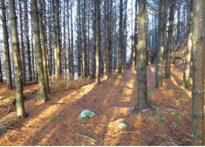 Plantet skog med liten variasjon i livsmiljøer . Plantet skog med liten variasjon i livsmiljøer .
