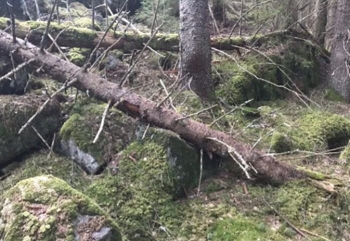 Skog med naturlig regenerering og varierte livsmiljøer. Skog med naturlig regenerering og varierte livsmiljøer.