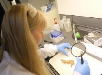 Ved å analysere strontiumtallene for vikingskjelettenes tannemalje kunne forskerne avgjøre om personene var vokst opp her i landet eller et annet sted. (Foto: Karin M. Frei) Ved å analysere strontiumtallene for vikingskjelettenes tannemalje kunne forskerne avgjøre om personene var vokst opp her i landet eller et annet sted. (Foto: Karin M. Frei)