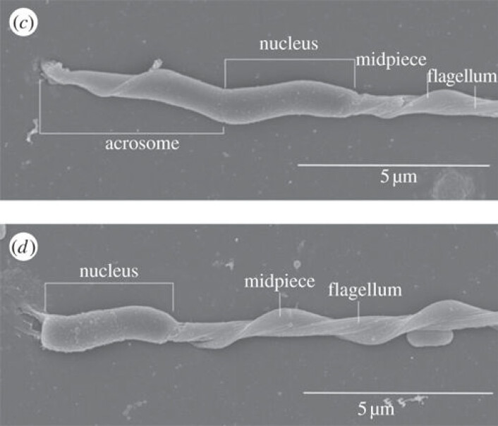 Frisk svarttrostsperm (øverst) samanlikna med skada svarttrostsperm frå Tsjernobyl. Akrosomet på den nederste prøven er heilt borte. (Foto: NHM/Biology Letters) Frisk svarttrostsperm (øverst) samanlikna med skada svarttrostsperm frå Tsjernobyl. Akrosomet på den nederste prøven er heilt borte. (Foto: NHM/Biology Letters)