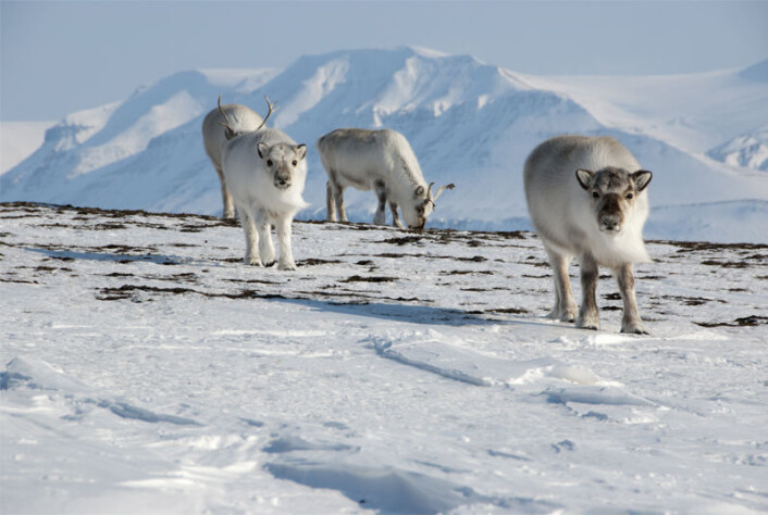 På Svalbard er reinsdyrene en sentral nøkkelart for økosystemet, men den er også en viktig jaktbar ressurs for jegerne. (Foto: Silje-Kristin Jensen / Norsk Polarinstitutt) På Svalbard er reinsdyrene en sentral nøkkelart for økosystemet, men den er også en viktig jaktbar ressurs for jegerne. (Foto: Silje-Kristin Jensen / Norsk Polarinstitutt)