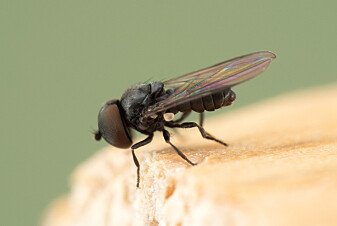 Denne øyefluen har trolig overvintret i insekthotellet. Denne øyefluen har trolig overvintret i insekthotellet.
