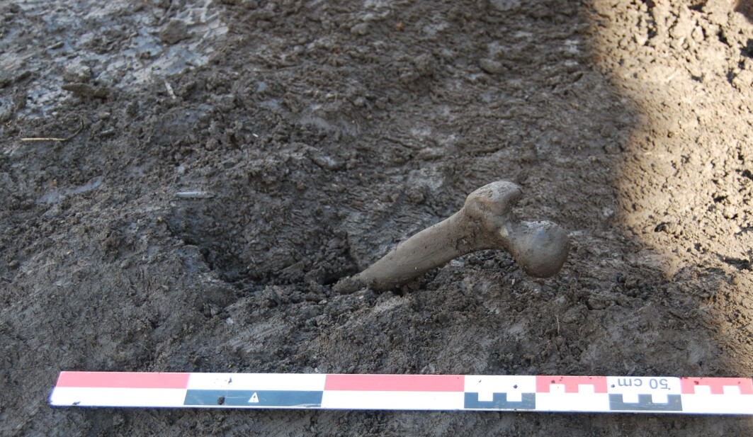 Ved Starene i Stange stakk det plutselig frem skjelettdeler under drenering av ei myr i 2013. Først fant man ett lårbein og under utgraving året etter dukket det andre opp. Antakelig stammer begge fra samme person, en kvinne på 25–30 år. Funnet kan dateres til førromersk jernalder (500 f.Kr.–Kr.f.). Ved Starene i Stange stakk det plutselig frem skjelettdeler under drenering av ei myr i 2013. Først fant man ett lårbein og under utgraving året etter dukket det andre opp. Antakelig stammer begge fra samme person, en kvinne på 25–30 år. Funnet kan dateres til førromersk jernalder (500 f.Kr.–Kr.f.).