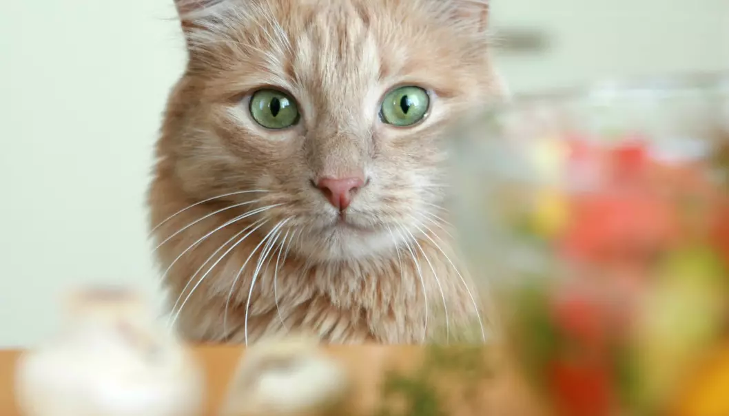 Hvorfor blir katter blinde av vegetarmat?