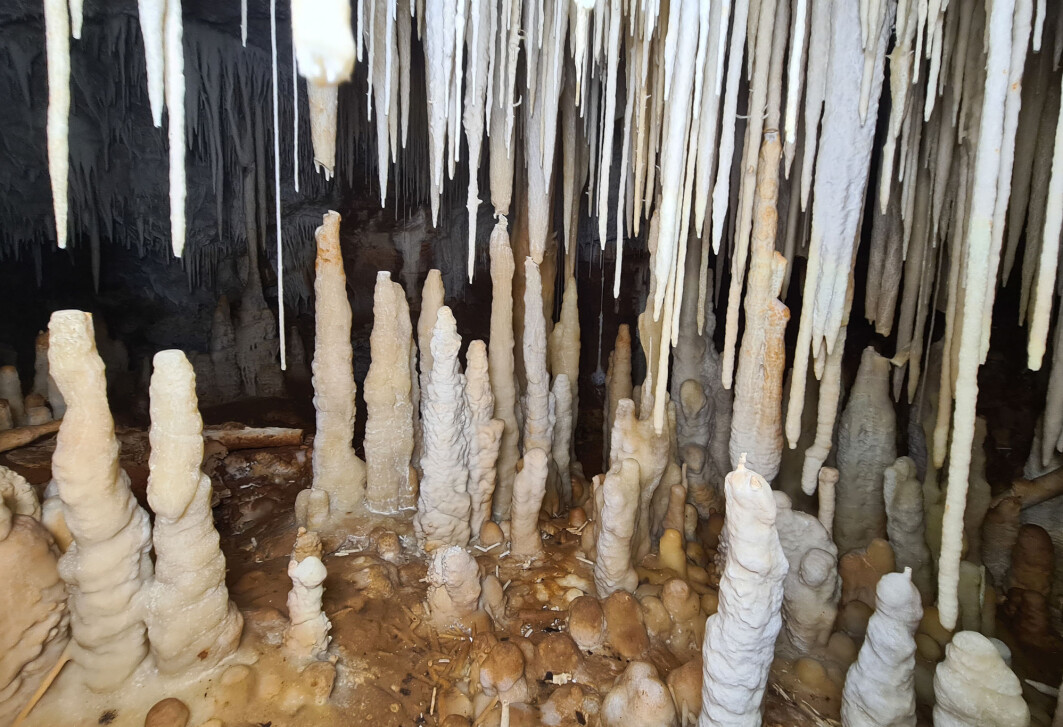 Rare søyler av stein vokser ned fra taket og opp fra bakken. Forskere mener at slike stalaktitter og stalagmitter kan fortelle om fortida. Rare søyler av stein vokser ned fra taket og opp fra bakken. Forskere mener at slike stalaktitter og stalagmitter kan fortelle om fortida.