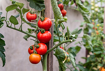 Det er lurt å tisse på tomatplantene