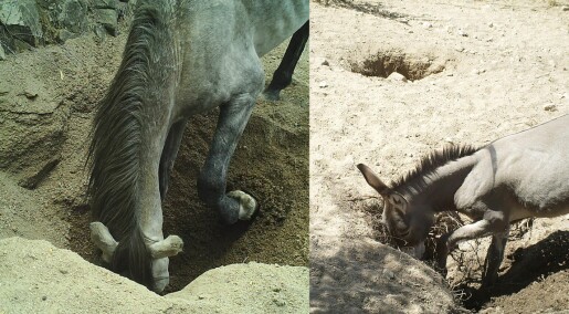 Hester og esler graver brønner i ørkenen