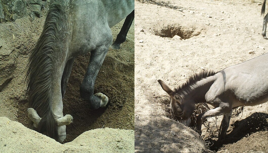 Hester og esler kan grave over en meter ned etter vann. Hester og esler kan grave over en meter ned etter vann.