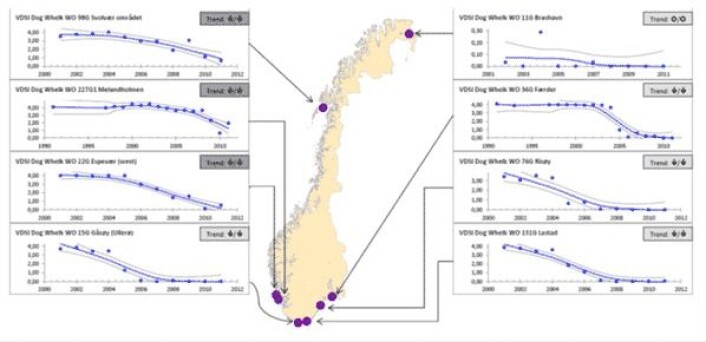 Utviklingen av hannlige kjønnskarakterer hos hunner av purpursnegl (imposex) har gått markert tilbake over store deler av norskekysten etter at bruken av tinnholdige tilsetningsstoffer (TBT) i skipsmaling ble forbudt. (Foto: (Fra NIVA-rapport 6432-2012)) Utviklingen av hannlige kjønnskarakterer hos hunner av purpursnegl (imposex) har gått markert tilbake over store deler av norskekysten etter at bruken av tinnholdige tilsetningsstoffer (TBT) i skipsmaling ble forbudt. (Foto: (Fra NIVA-rapport 6432-2012))