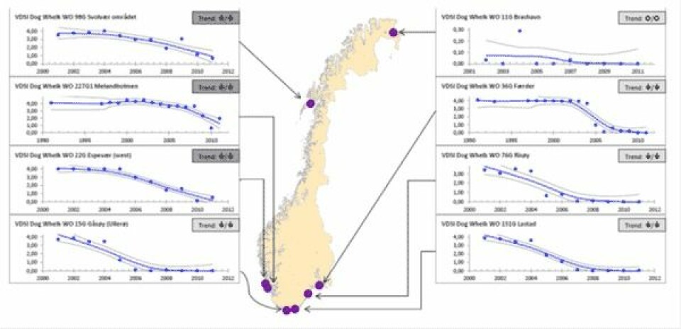 Utviklingen av hannlige kjønnskarakterer hos hunner av purpursnegl (imposex) har gått markert tilbake over store deler av norskekysten etter at bruken av tinnholdige tilsetningsstoffer (TBT) i skipsmaling ble forbudt. (Foto: (Fra NIVA-rapport 6432-2012))