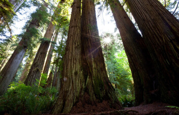 (Illustrasjonsfoto: Colourbox) (Illustrasjonsfoto: Colourbox)