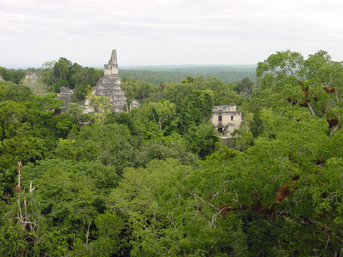 Mayabyen Tikal, der takbjelken er hentet fra, ligger i jungelen i Guatemala. (Foto: Douglas J. Kennett, Penn State) Mayabyen Tikal, der takbjelken er hentet fra, ligger i jungelen i Guatemala. (Foto: Douglas J. Kennett, Penn State)