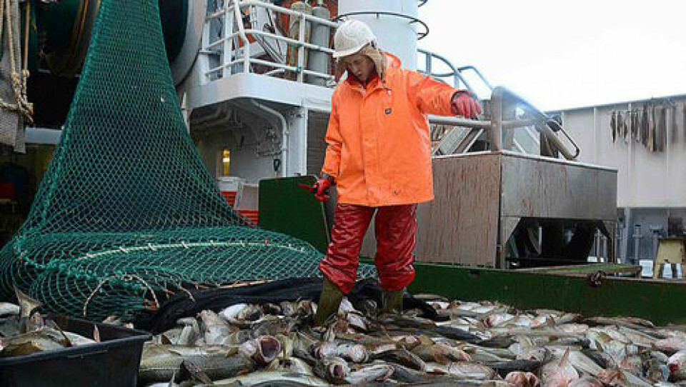 Torsken i Barentshavet følger lodda. Bildet viser tråldekket fullt av torsk under fjorårets norsk-russiske forskningstokt. (Foto: Havforskningsinstituttet)
