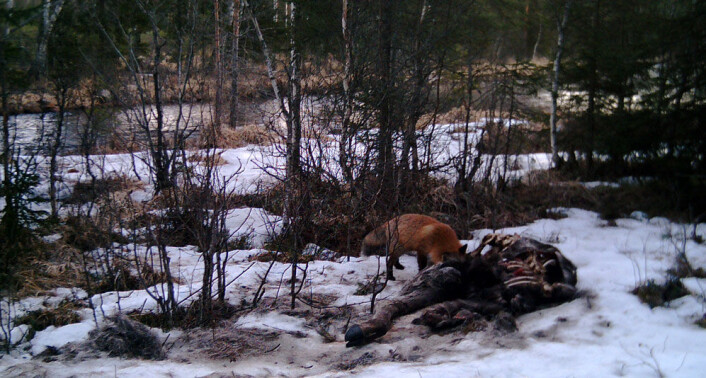 En rev spiser av en elgeskrott som ligger igjen etter en ulv. (Foto: Camilla Wikenros) En rev spiser av en elgeskrott som ligger igjen etter en ulv. (Foto: Camilla Wikenros)