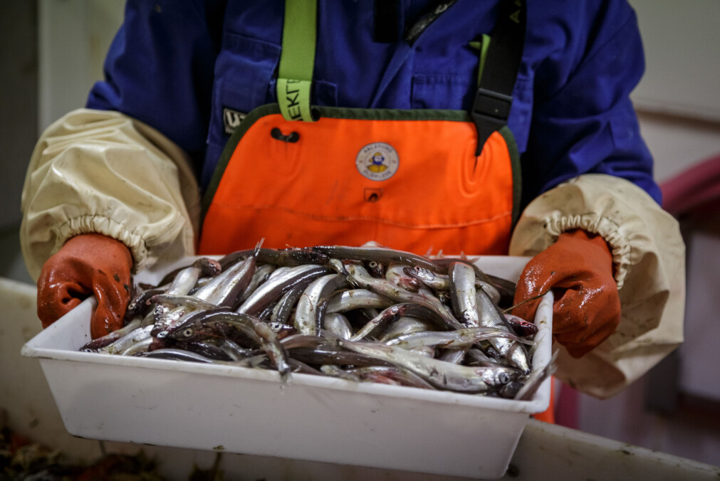 Voksen lodde fra bunntrålen under økosystemtoktet i Barentshavet i 2018. Voksen lodde fra bunntrålen under økosystemtoktet i Barentshavet i 2018.