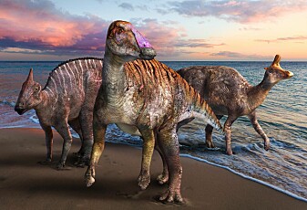 Dinosaur med nebb funnet i Japan