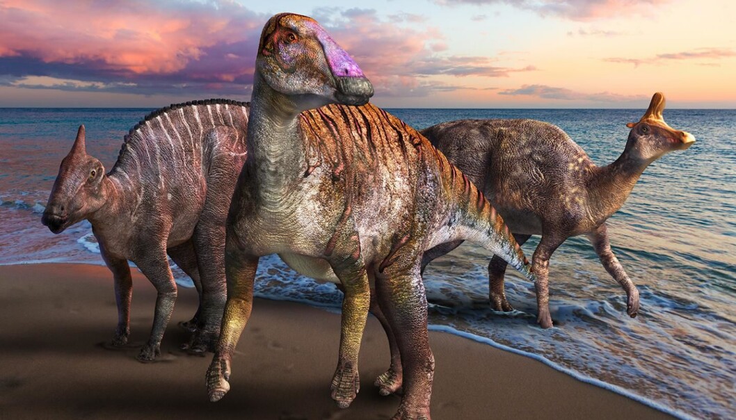 Dyret i midten av bildet er en illustrasjon av sånn vi tror dinosauren de har funnet i Japan kan ha sett ut når den levde. De andre dinosaurene til høyre og venstre er dinosaurer i samme familie som utviklet seg i senere tid. Dyret i midten av bildet er en illustrasjon av sånn vi tror dinosauren de har funnet i Japan kan ha sett ut når den levde. De andre dinosaurene til høyre og venstre er dinosaurer i samme familie som utviklet seg i senere tid.