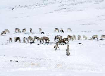 Reinsdyr beiter i Finnmark. (Foto: iStockphoto) Reinsdyr beiter i Finnmark. (Foto: iStockphoto)