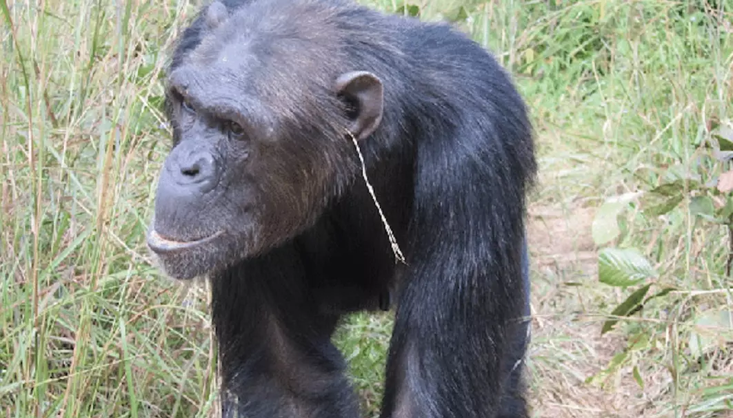 Da Julie puttet et gresstrå i øret, syntes kanskje de andre sjimpansene i flokken hennes at det så bra ut. Da ville de være like kule som henne, tror forskerne.