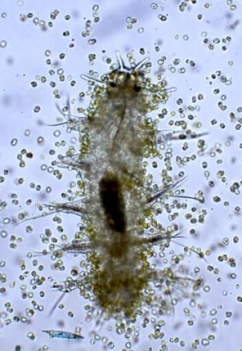 Slik ser det ut når algene går til aksjon. Under den brune svermen av kjøttetende alger er det en stakkars børstemarklarve. (Foto: Terje Berge/International Society for Microbial Ecology Journal) Slik ser det ut når algene går til aksjon. Under den brune svermen av kjøttetende alger er det en stakkars børstemarklarve. (Foto: Terje Berge/International Society for Microbial Ecology Journal)