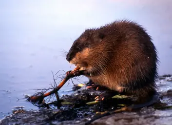 Bisam (Ondatra zibethicus). Risikokategori: Svært høy risiko. (Foto: Steinar Wikan) Bisam (Ondatra zibethicus). Risikokategori: Svært høy risiko. (Foto: Steinar Wikan)