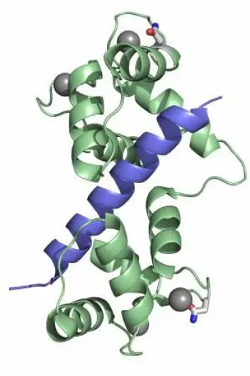 Illustrasjonen viser proteinet calmodulin (grønt). Calmodulin fungerer som en slags sensor som måler konsentrasjonen av kalsium (grå kuler) i hjertecellene, og er dermed med på å regulere hjertets rytme. I den nye undersøkelsen har forskerne funnet ut at muterte calmodulin-proteiner binder seg annerledes til kalsium enn de vanlige proteinene. (Foto: (Illustrasjon: Michael Toft Overgaard))