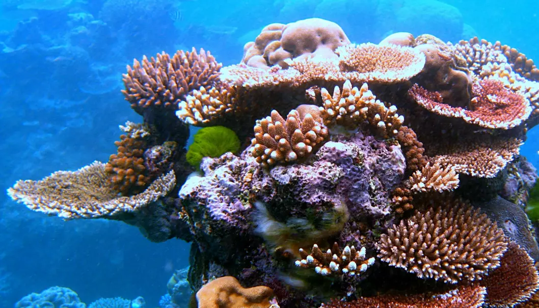 Gjødselsrester kan ha gitt korallrev trøbbel