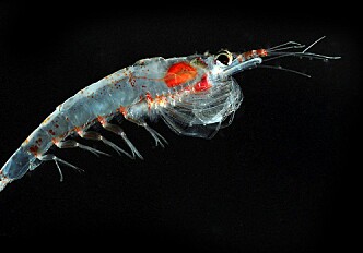 Krill had low tolerance for hydrogen peroxide in lab experiments