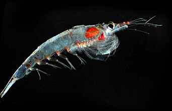 Krill had low tolerance for hydrogen peroxide in lab experiments