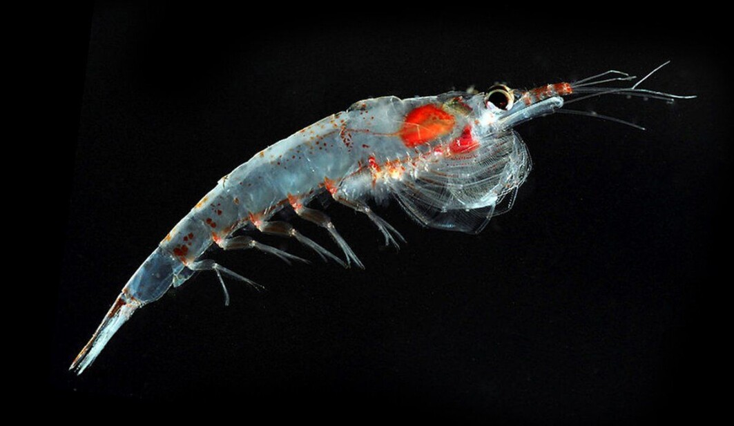 One of the common species of krill in Norwegian waters: Meganyctiphanes norvegica One of the common species of krill in Norwegian waters: Meganyctiphanes norvegica