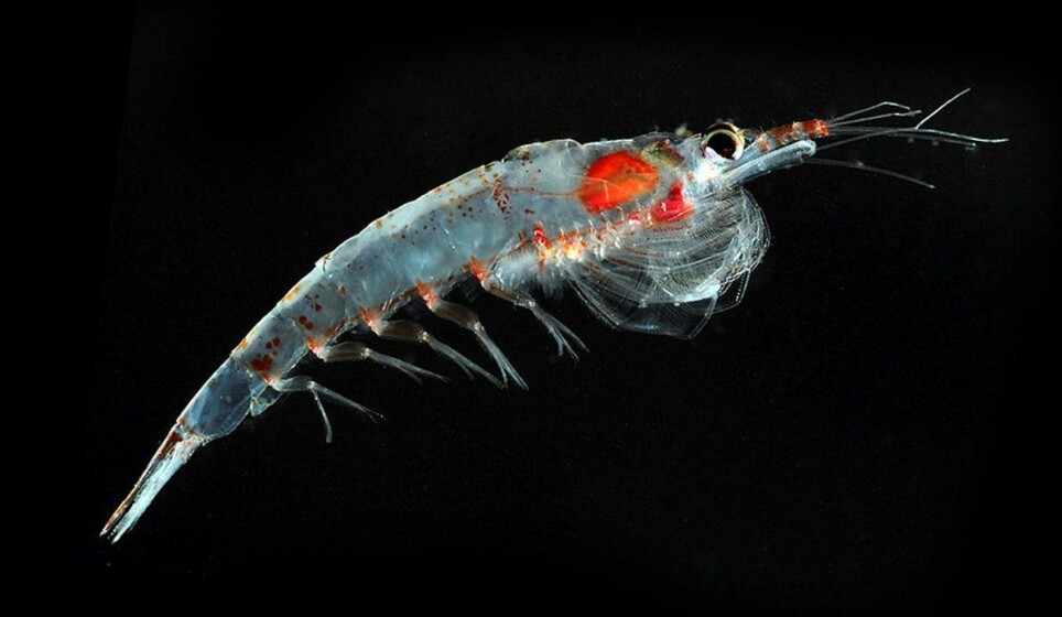 One of the common species of krill in Norwegian waters: Meganyctiphanes norvegica