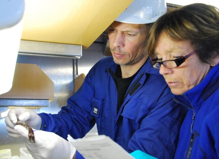 Med skjemategninger av fisk forsøker Geir Huse og Anne Liv Johnsen å bestemme hva det er som har gått i trålen. Det er ikke alltid så lett. (Foto: Hanne Østli Jakobsen) Med skjemategninger av fisk forsøker Geir Huse og Anne Liv Johnsen å bestemme hva det er som har gått i trålen. Det er ikke alltid så lett. (Foto: Hanne Østli Jakobsen)