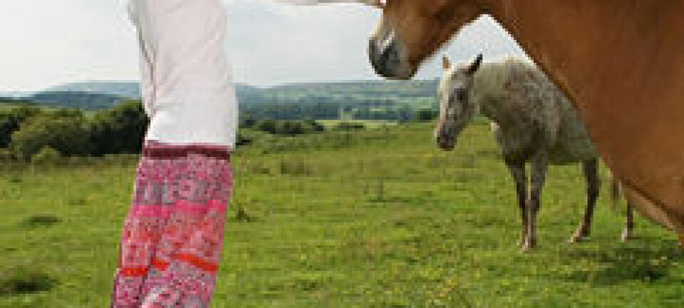 Terapi med hester bidro til at pasienter med spiseforstyrrelser viste en økt grad av selvstendighet, selvtillit, ansvar og kontroll. www.colourbox.com