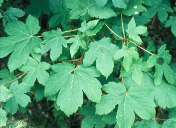 Platanlønn (Acer pseudoplatanus). Risikokategori: Svært høy risiko. (Foto: Eli Fremstad, NTNU Vitenskapsmuseet) Platanlønn (Acer pseudoplatanus). Risikokategori: Svært høy risiko. (Foto: Eli Fremstad, NTNU Vitenskapsmuseet)